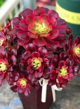 多肉植物法师多头美杜莎大棵红覆轮锦黑法师室内花卉园艺老桩盆栽