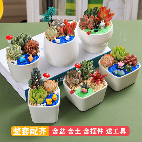 多肉植物含盆含土含摆件送工具DIY套装