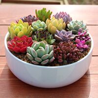 The succulent plant package includes a combination of native succulents, potted indoor plants and flowers, and a succulent plant micro-landscape thumbnail 8