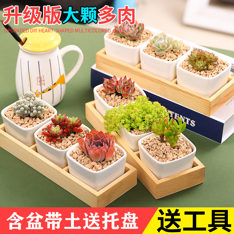 多肉植物含盆土组合盆栽套餐好养活绿植办公室桌面吸财树