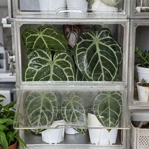 热植柜亚克力盆栽室内植物