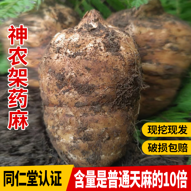 神农架高山药麻冬天麻鲜天麻泡酒煲汤头疼头晕野外自然生长礼盒装