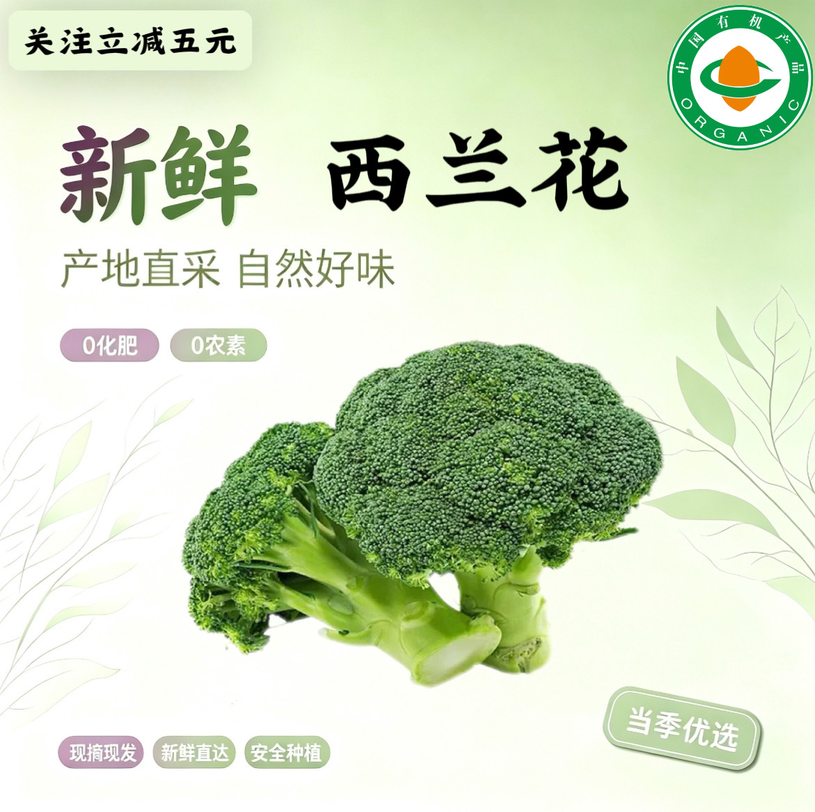 有机西兰花1500g 有机认证 新鲜直达现摘现发自然成熟健康蔬菜