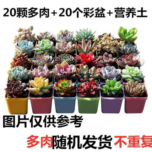 多肉植物3-20颗精品不重复防辐射