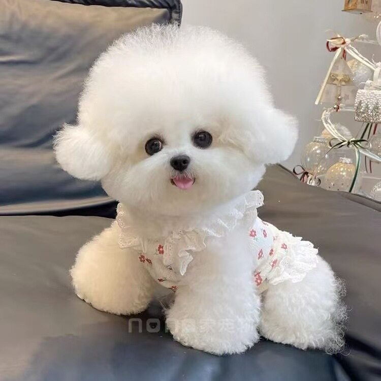 春夏秋新款碎花蕾丝吊带短款裙子公主裙泰迪比熊狗狗猫咪宠物衣服