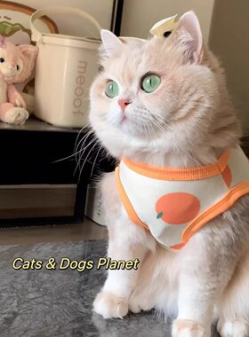 猫衣服夏天透气薄款网纱防晒衣蓝金渐层布偶幼猫狗狗防掉毛两脚衣