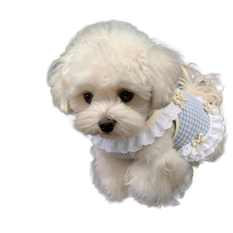 狗狗衣服小狗春装宠物薄款背心比熊小型犬猫咪衣服2026新款公主裙