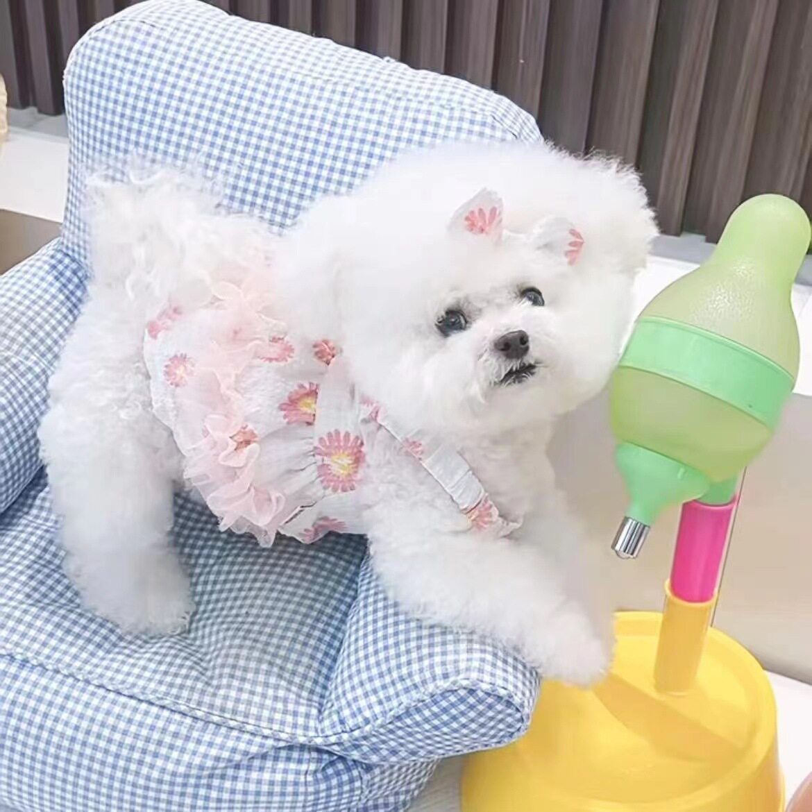 宠物衣服春夏新款清新碎花蕾丝边吊带裙泰迪比熊狗狗猫咪薄款衣服