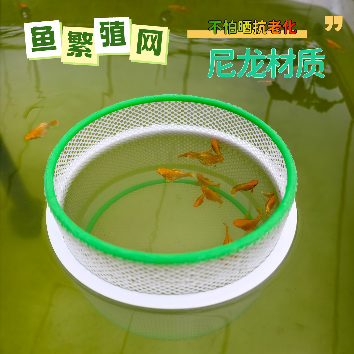 胎生鱼繁殖网圈鱼缸专用浮圈可调尼龙材质孔雀鱼繁殖盒简约好看