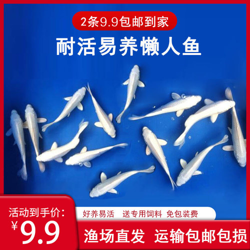 鱼观赏活体雪白锦鲤淡水懒人