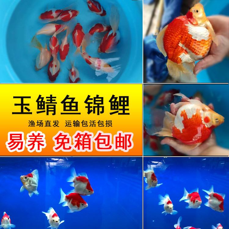 红白纯种新款进口日本金鱼锦鲤