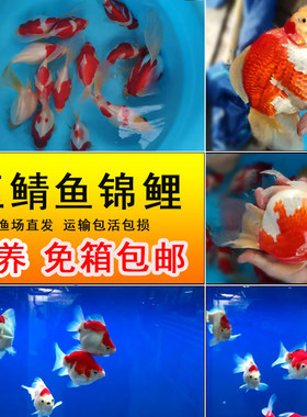 红白纯种新款进口日本金鱼锦鲤