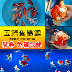 红白纯种新款进口日本金鱼锦鲤