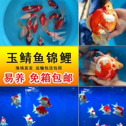 玉鲭红白纯种新款进口锦鲤日本大日玉鲭金鱼单尾巴冷水金鱼观赏鱼