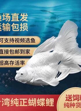 正宗台湾精品球体短身活体蝴蝶鲤鱼冷水淡水石膏白彩色赛级蝴蝶鲤