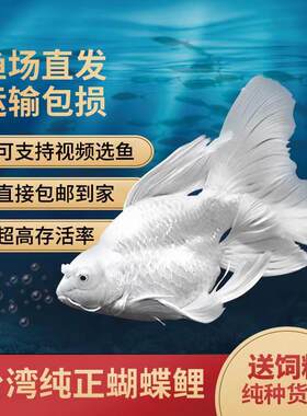 活体蝴蝶鲤蝴蝶鲤淡水