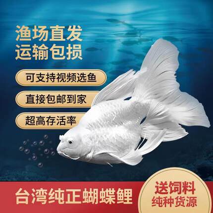 正宗台湾精品球体短身活体蝴蝶鲤鱼冷水淡水石膏白彩色赛级蝴蝶鲤