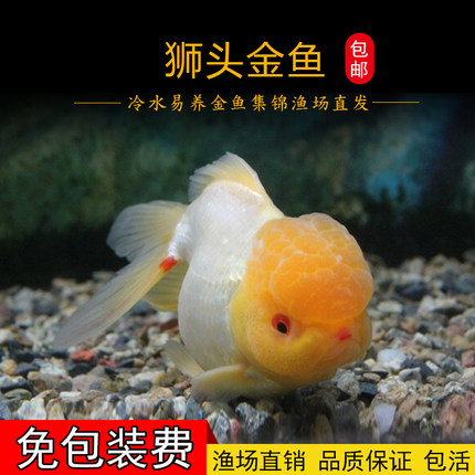 狮头冷水鱼金鱼观赏可混样活体包活中通包邮掌柜推荐新款上市