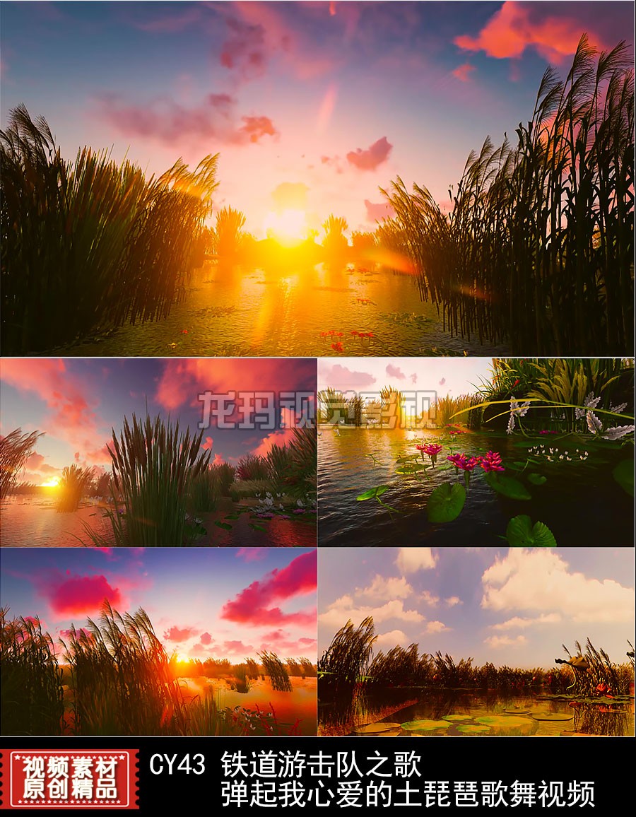 弹起我心爱的土琵琶歌舞视频背景 西湖莲花荷塘芦苇湖景红云日落