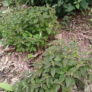 云南纯天然干货、野拔子[异名:扫把茶、野苏、野香薷、小坝子]