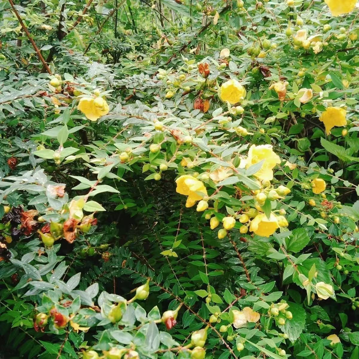 哀牢山野生金丝梅、芒种花、云南连翘、断痔果,清涼茶(秋冬无花)
