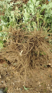 云南新鲜纯天然五月纯艾根 艾叶根 老艾根艾草根