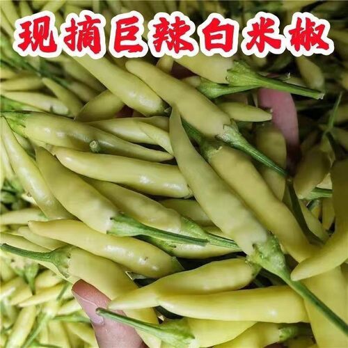 露天白米椒野山椒特辣朝天椒腌制泡椒野山椒特辣王小米椒新鲜