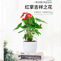 红掌盆栽植物室内花卉好养水培一帆风顺大盆水养四季常青绿植桌面