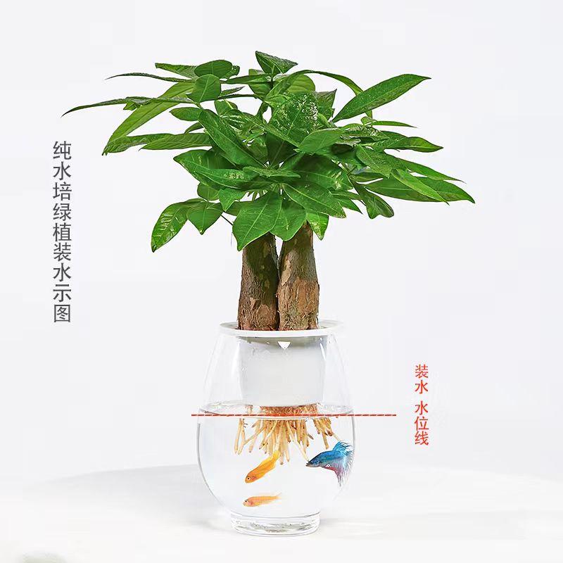 【无土水培】三杆发财树客厅盆办公室摆件花卉绿植水养好养易活