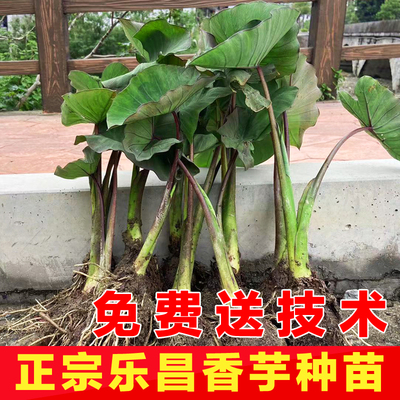 新鲜乐昌炮弹香芋槟榔芋现挖现发