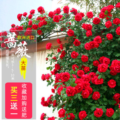 蔷薇花苗庭院阳台玫瑰爬藤月季