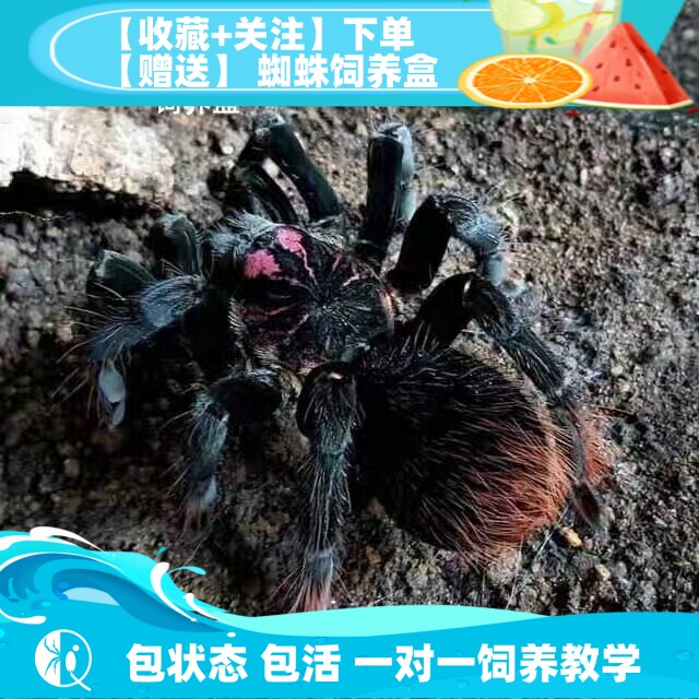 【祁one】哥伦比亚梦幻白镭射 大型南美捕鸟蛛宠物蜘蛛活体高端