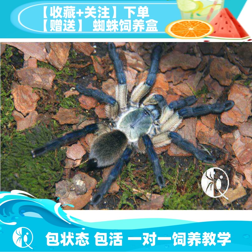 梦幻巴布可群养包邮捕鸟蛛包风险