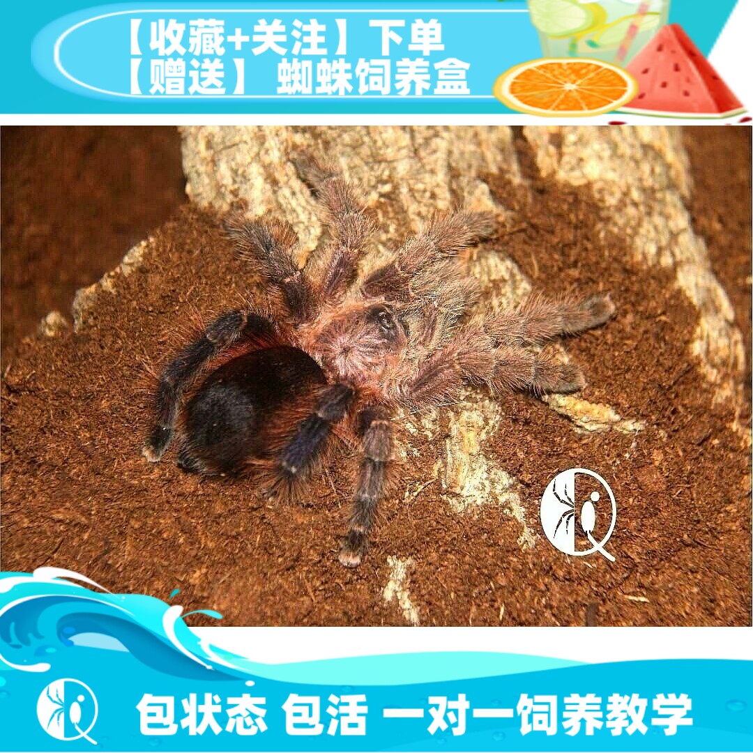 塔拉波托粉趾高端稀有侏儒