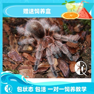 包邮 纯种智利火玫瑰苗子 温顺漂亮新手入门宠物蜘蛛 祁one