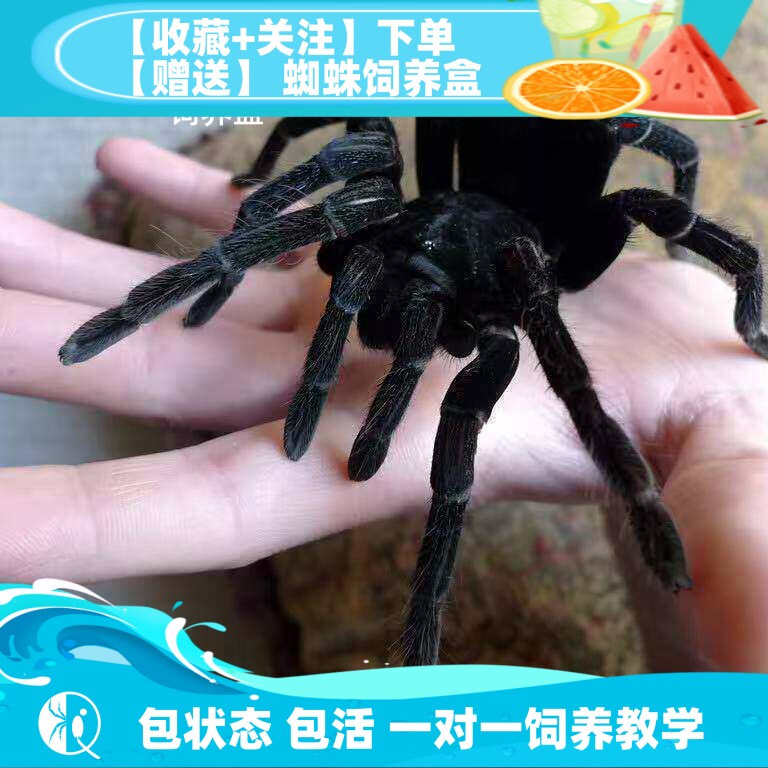 【祁one】玻利维亚钢铁蓝 玻钢  黑色大型宠物蜘蛛捕鸟蛛高端成体