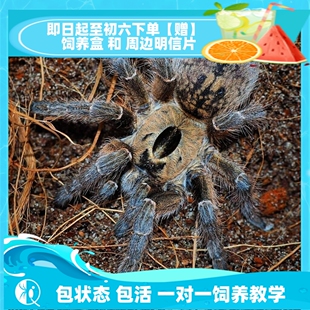 【祁one】纯种巨人角巴布WF个体 高端角巴布收藏捕鸟蛛品种