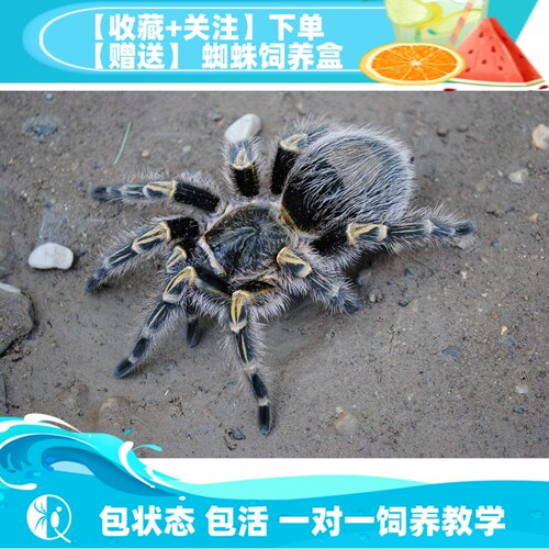 巴西巨人金直间苗子公母宠物蜘蛛