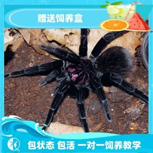 亚X 亚镭 祁one 高端南美大型宠物捕鸟蛛活体 亚马逊蓝紫镭射