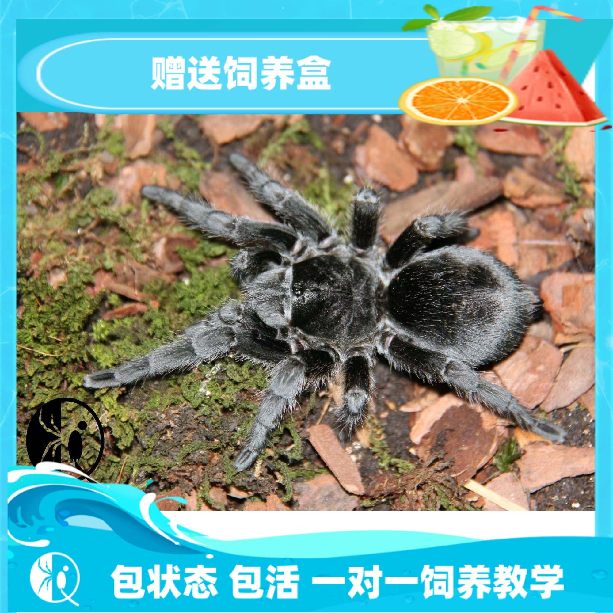 巴西黑丝绒成母捕鸟蛛