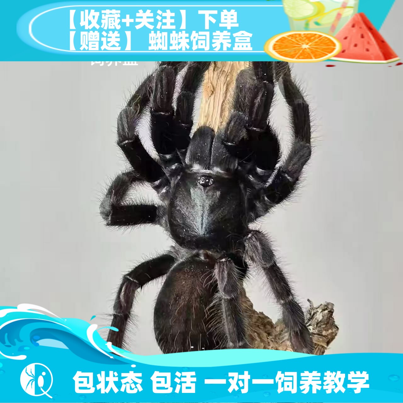 【祁one】婆罗洲黑树老虎 婆黑 黑色大型树老虎捕鸟蛛宠物蜘蛛