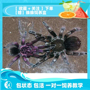 【祁one】巴西粉红食鸟蛛 巴粉大型宠物蜘蛛活体pam属高端品种