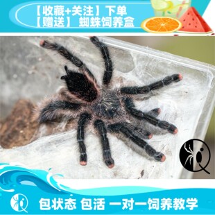 【祁one】乌卡利亚 乌卡亚丽粉趾 星空炫彩 可爱温顺蜘蛛粉趾品种