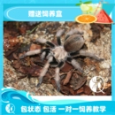 包邮 Aph金背公母 长寿命温顺漂亮新手入门宠物蜘蛛 祁one