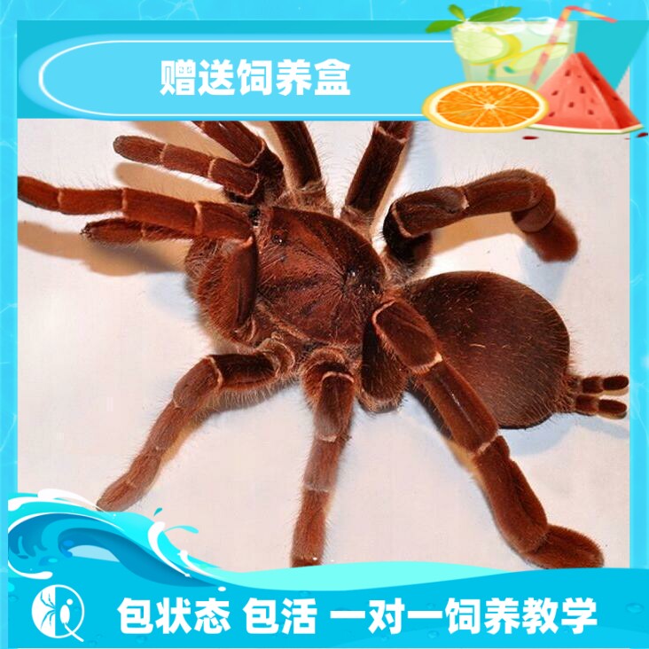 皇帝巴布捕鸟蛛大型粗壮穴居凶猛