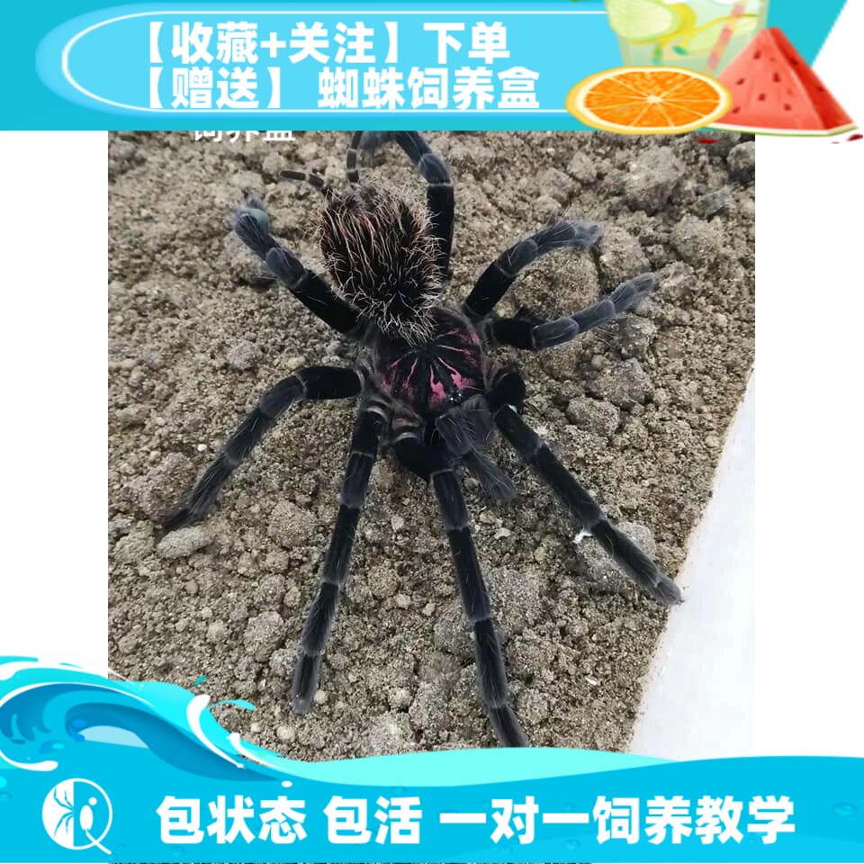 【祁one】哥伦比亚巨人黑镭射 大型南美高端宠物蜘蛛捕鸟蛛活体