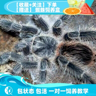 【祁one】纯种巴西火红食鸟蛛所罗门同属大型捕鸟蛛新手入门宠物
