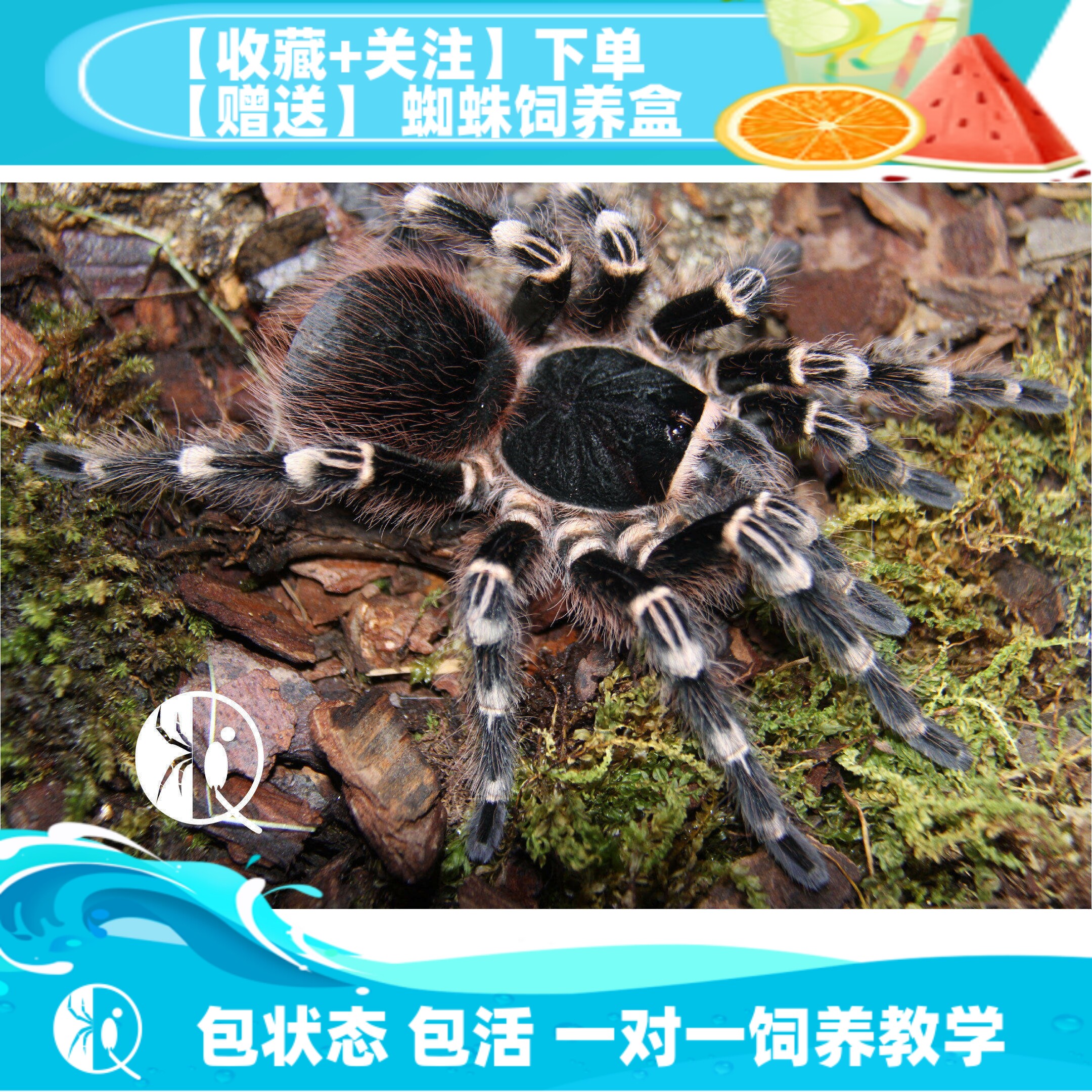 【祁one】巴西白膝头白七成体20cm大型经典黑白配色蜘蛛活体宠物