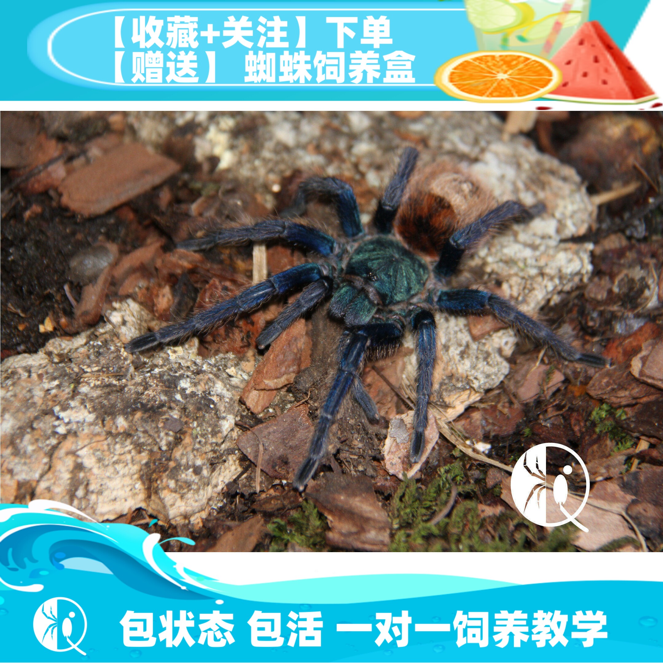 委内瑞拉红绿橙捕鸟蛛爬宠