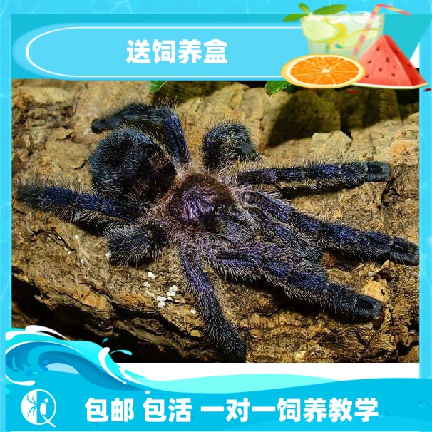 【祁one】哥伦比亚紫粉趾苗子包邮温顺漂亮紫色宠物蜘蛛捕鸟蛛